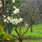 La primavera a Muscoline