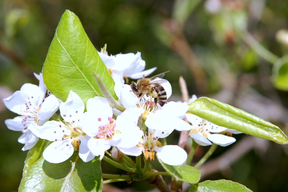 La primavera