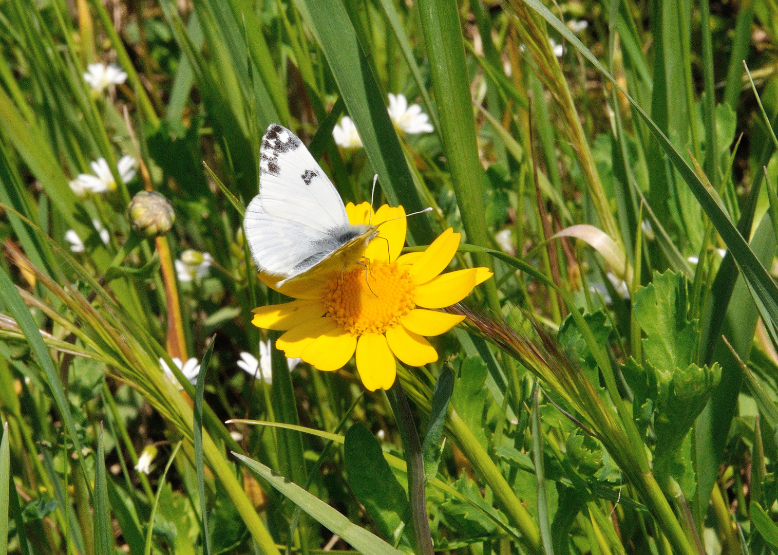 la primavera alle porte