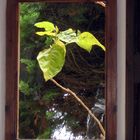 La primavera asoma por la ventana