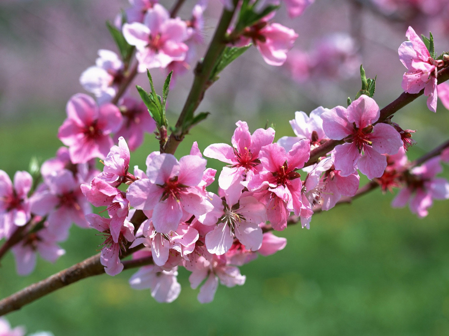 La primavera