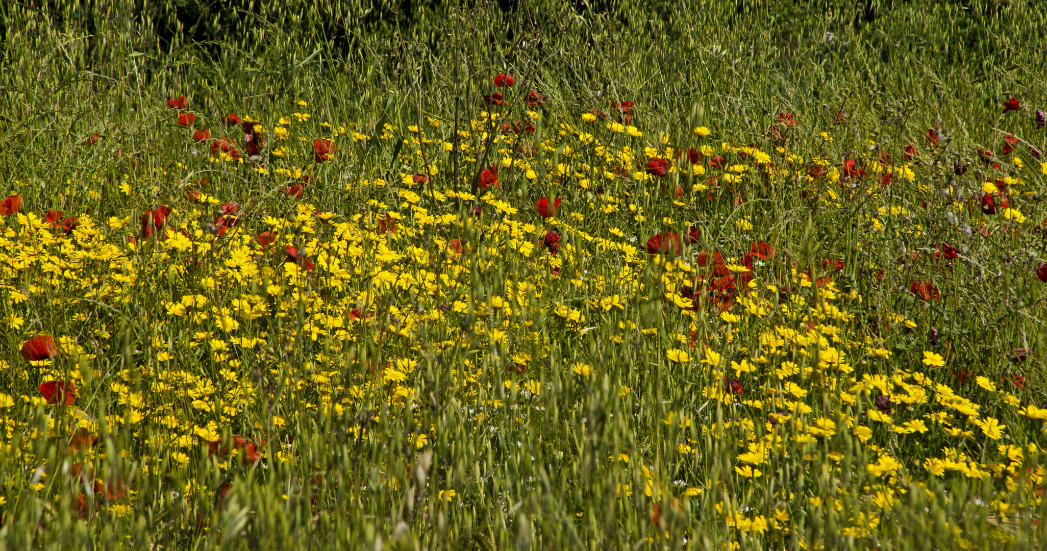 La primavera