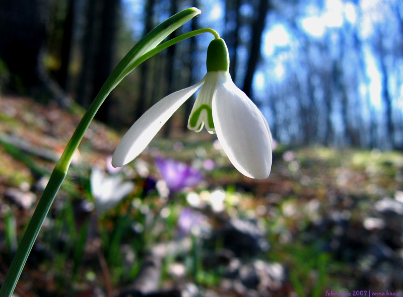 la primavera