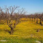 la primavera che rinasce