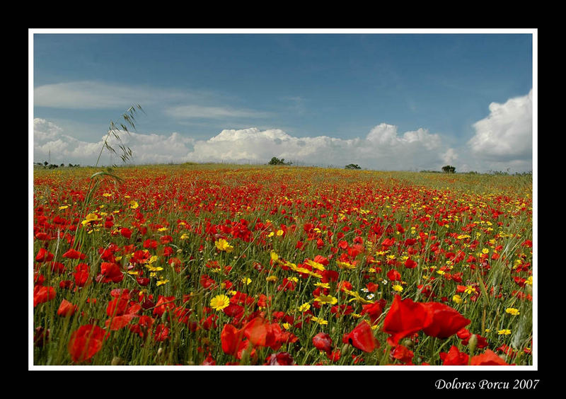 la primavera