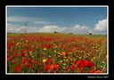 la primavera di Dolores Porcu