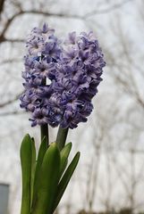 ¡La "primavera" del topo de modo visto!