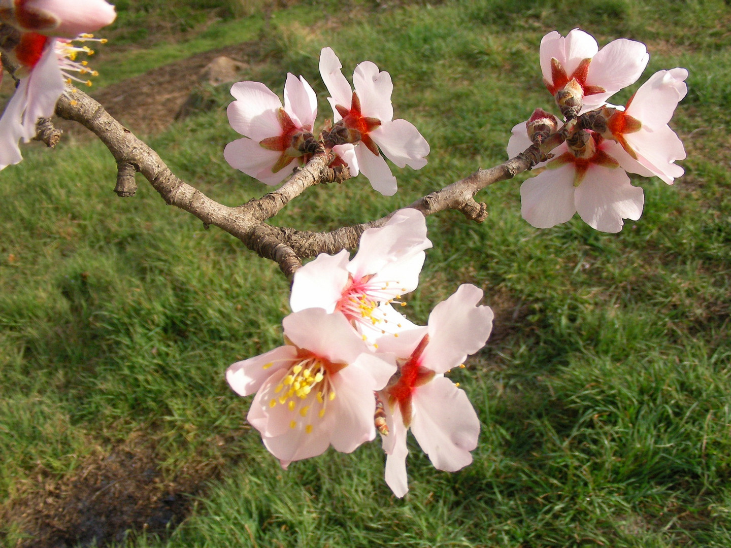 la primavera despierta