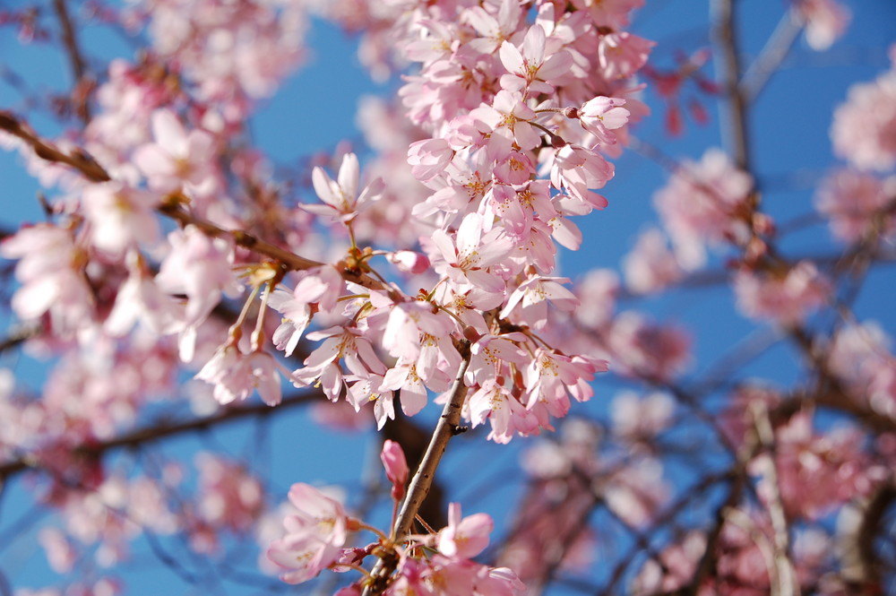 La primavera è  alle porte .