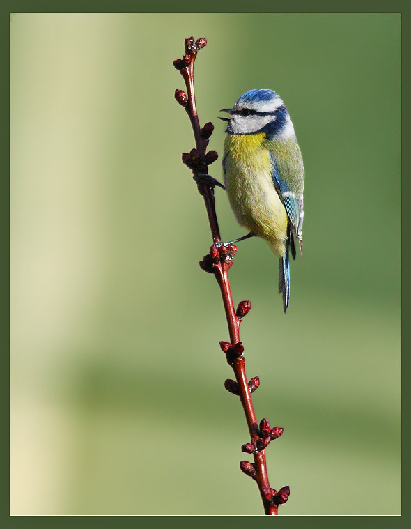 La primavera e canto !