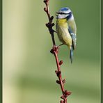 La primavera e canto !