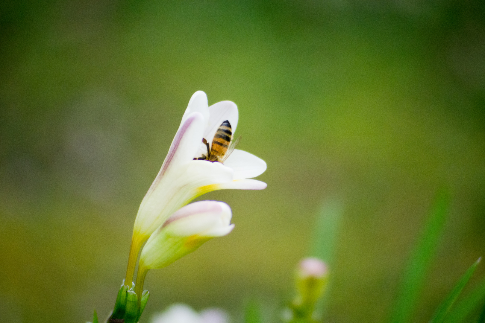 La primavera è in arrivo !!!