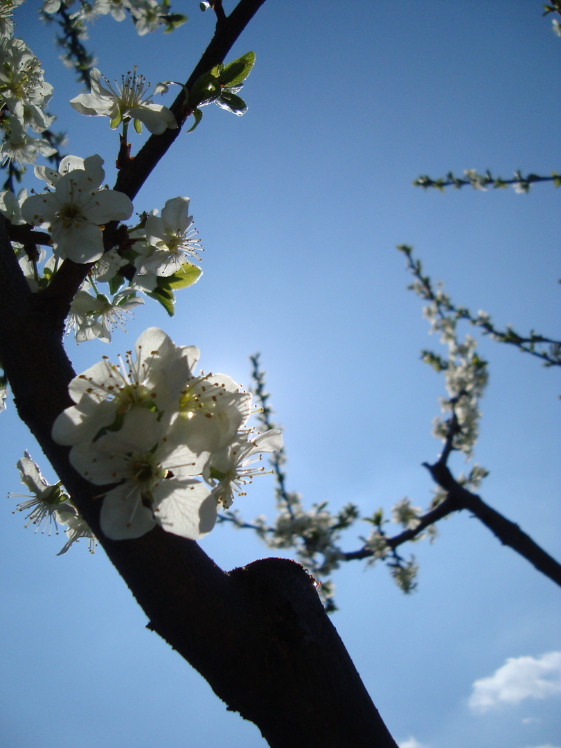 la primavera