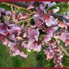 La primavera en Lliria