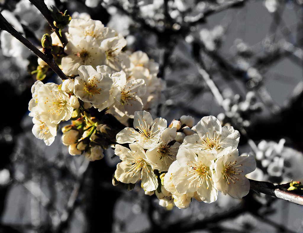 La primavera finalmente.