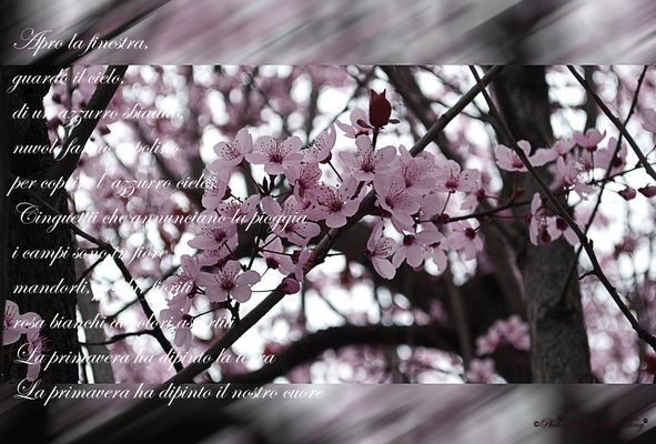 La primavera ha dipinto la terra