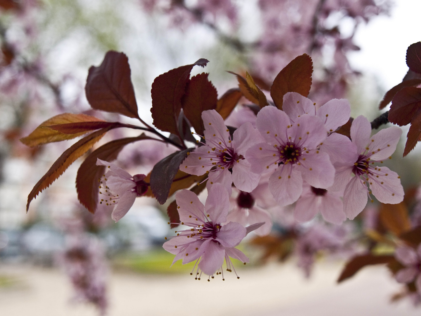 La primavera ha llegado