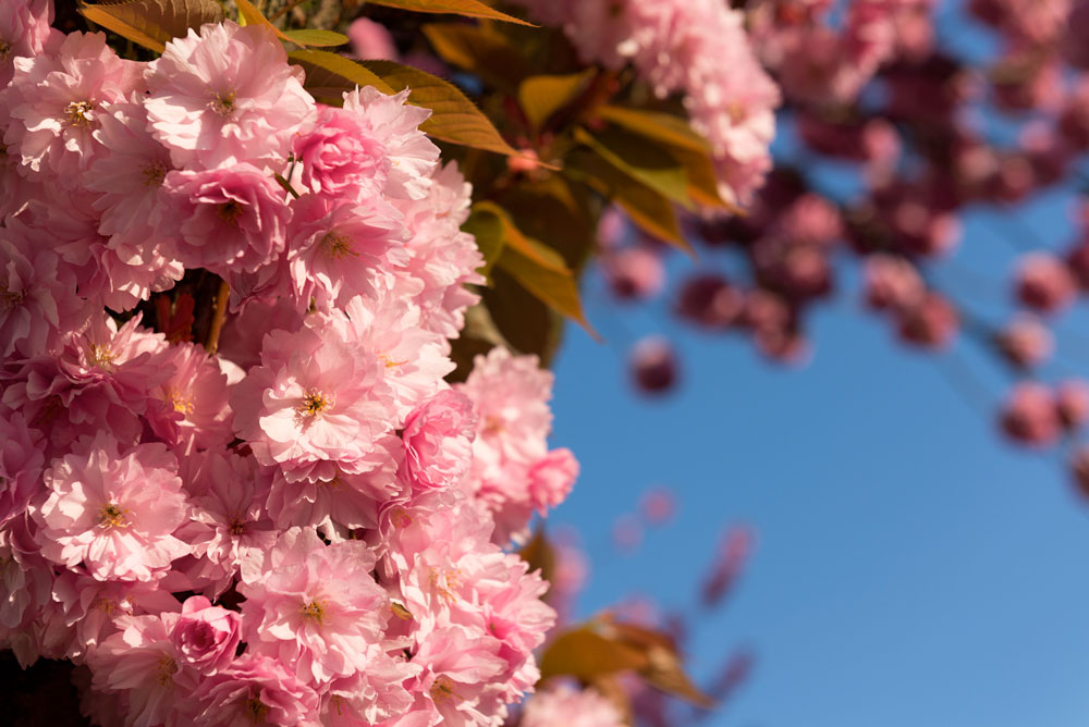 La Primavera II