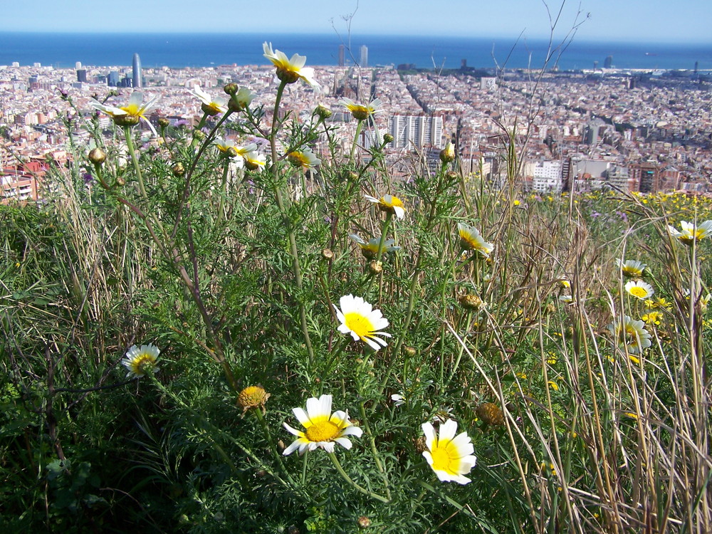 La Primavera minutos antes de invadir Barcelona