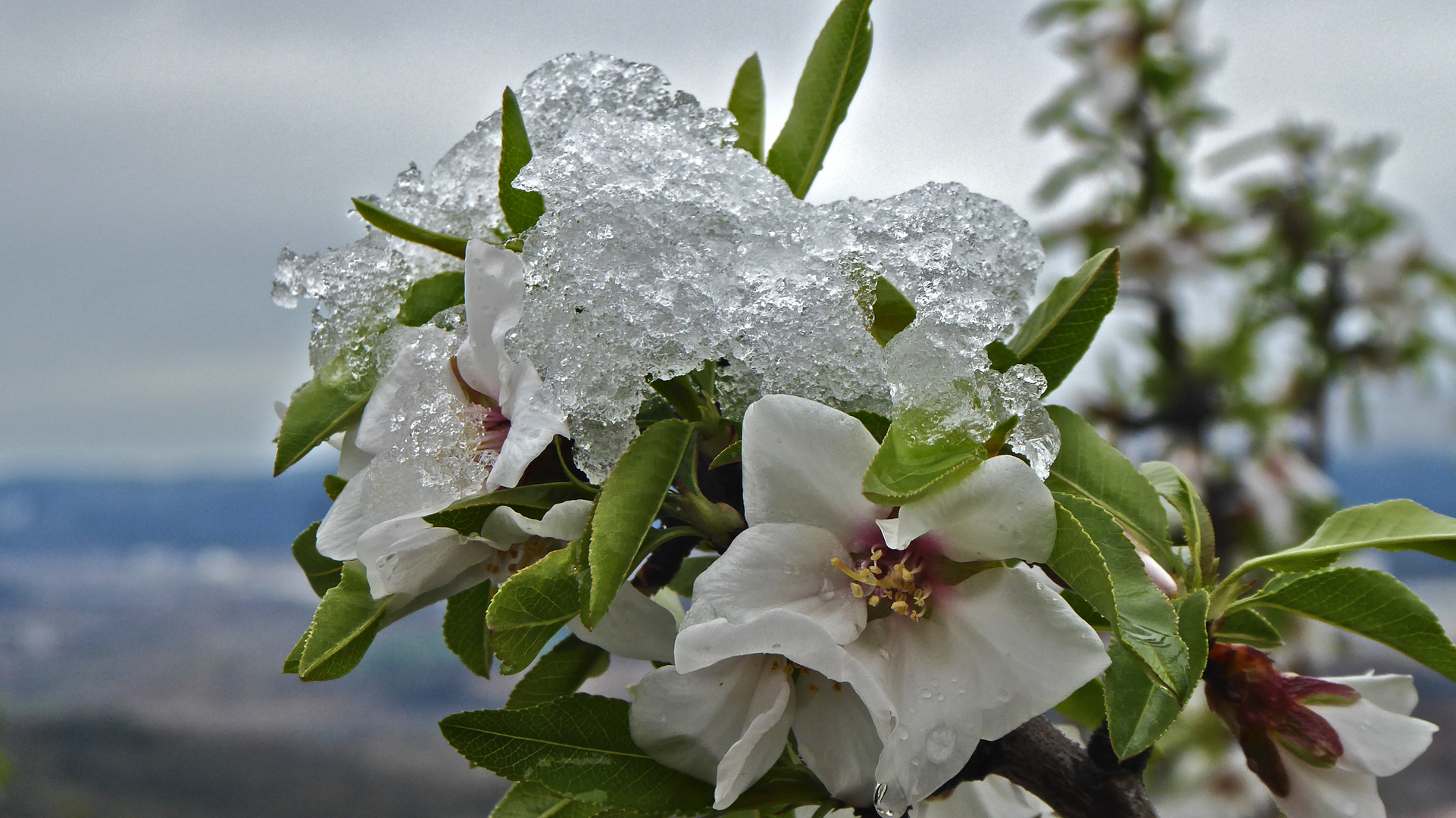 La primavera se resiste