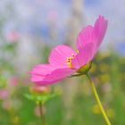 la primavera se viste de rosa