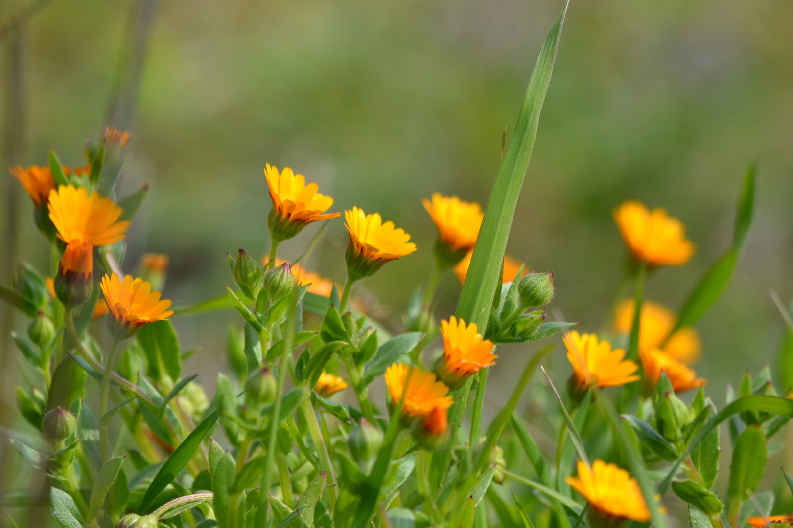 ...la primavera si avvicina.....