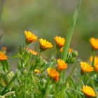 ...la primavera si avvicina.....