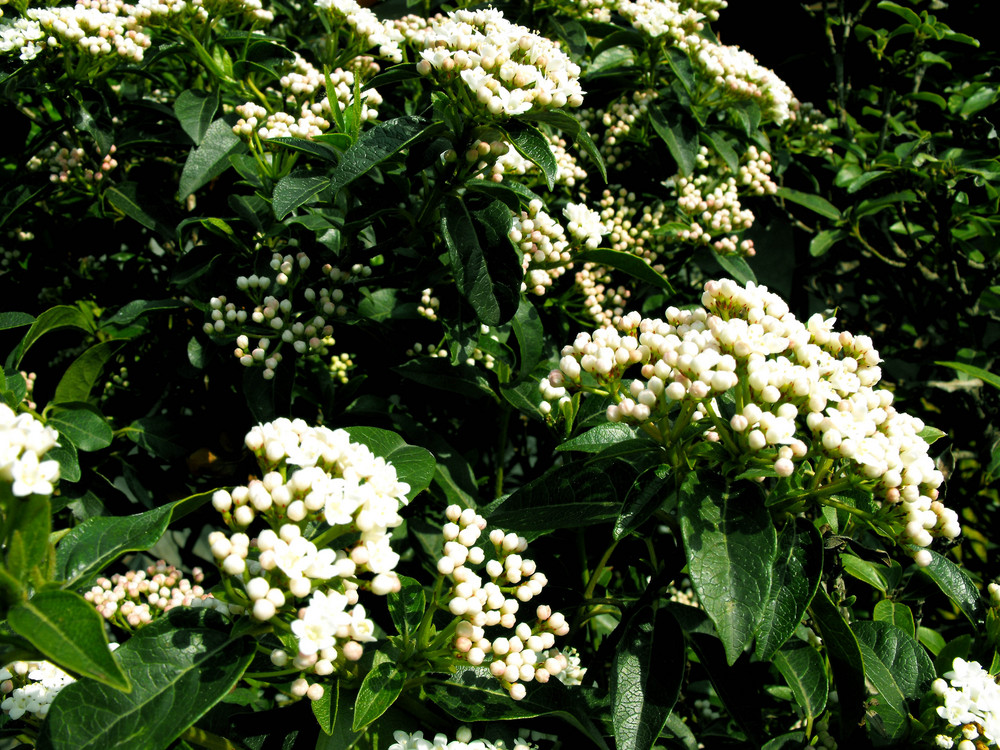 la primavera sul balcone