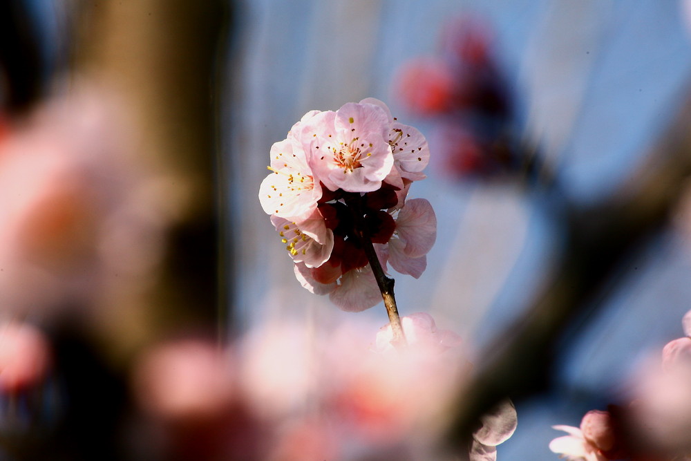 la primavera tra i rami