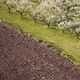 La primavera y el barbecho