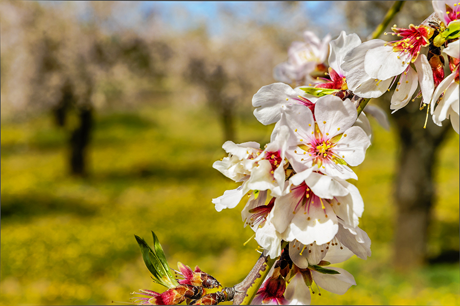 La Primavera ya esta aquí