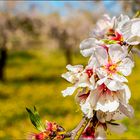 La Primavera ya esta aquí