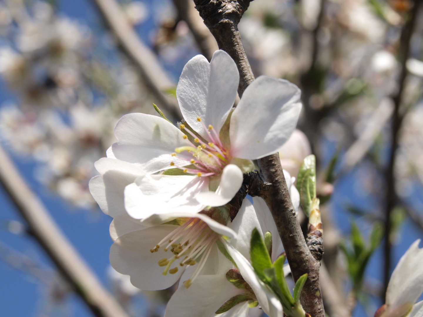 la primavera yego