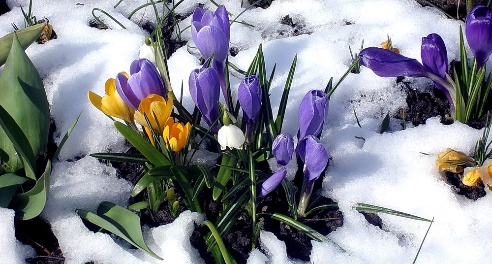 La Primavera...che delizia....finalmente.../ Der Frühlings in Anmarsch ....