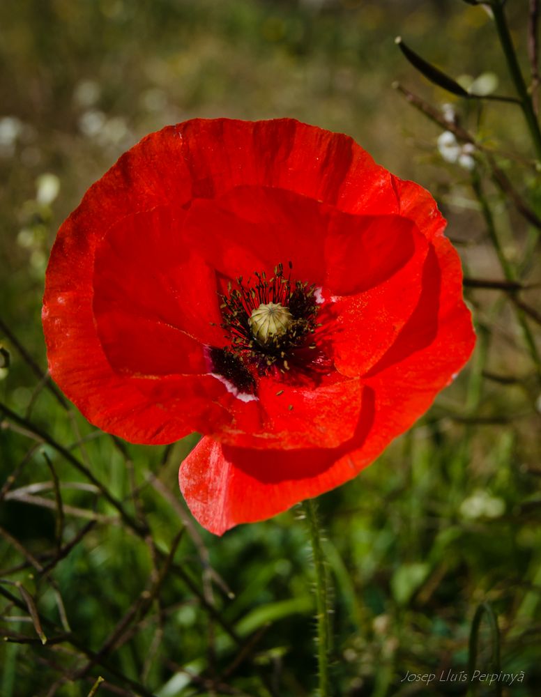 La primaveral Amapola