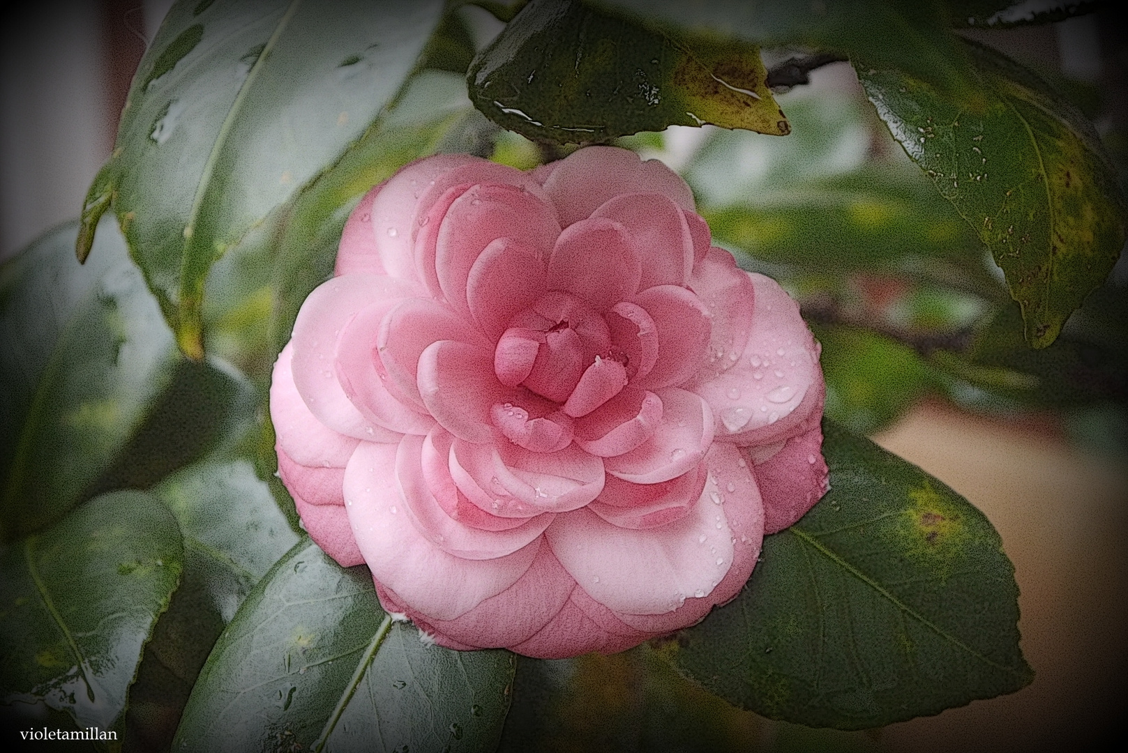 LA PRIMER CAMELIA