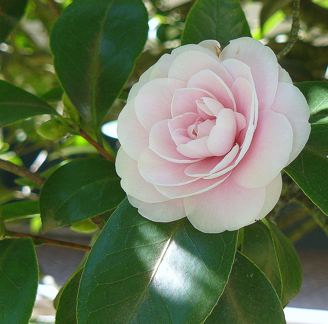 la primer camelia...