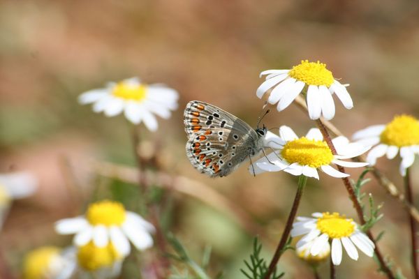 La princesa de la Primavera