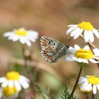 La princesa de la Primavera