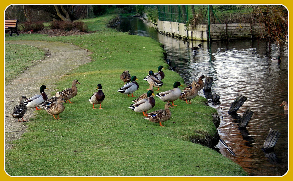 LA PROCESSION DES CANARDS