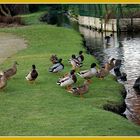 LA PROCESSION DES CANARDS