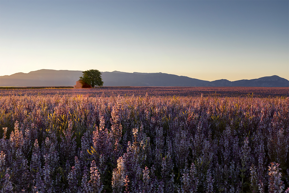 la provence en fleurs