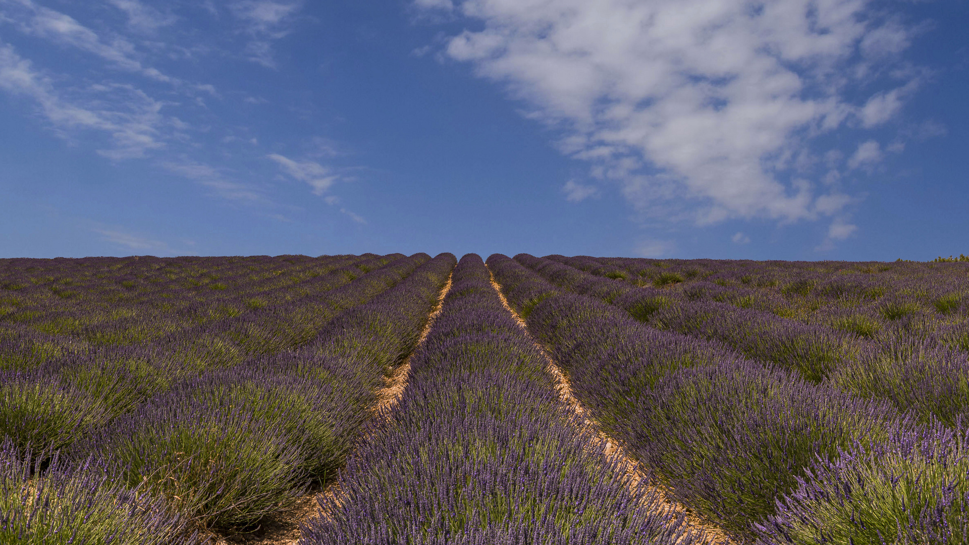 LA PROVENCE - PLATEAU DE VALENSOLE