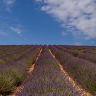 LA PROVENCE - PLATEAU DE VALENSOLE