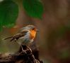 Rouges Gorges