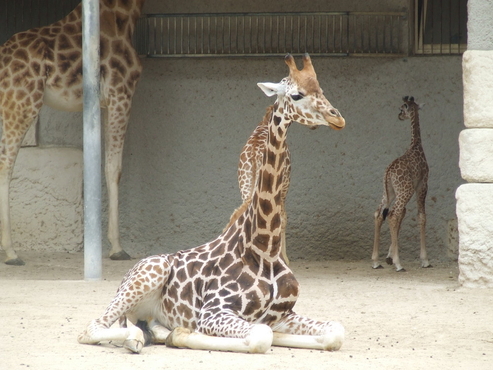 la ptite girafe