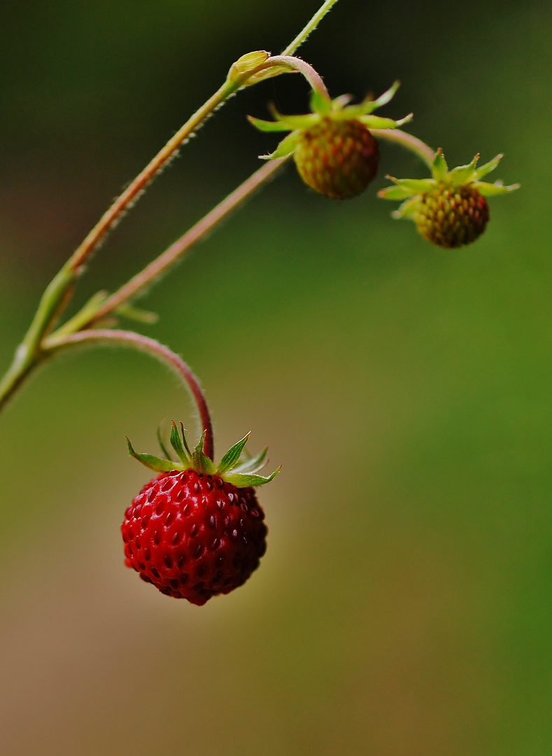 "la p'tite Rouge des Bois"