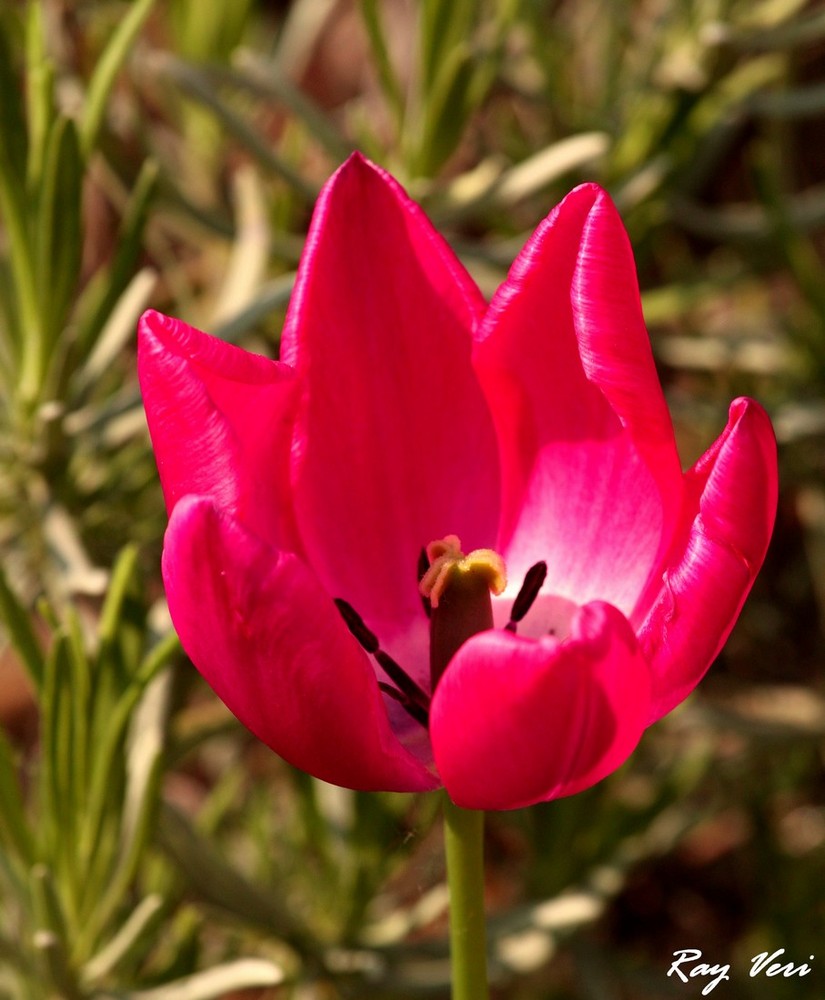 la p'tite Tulipe