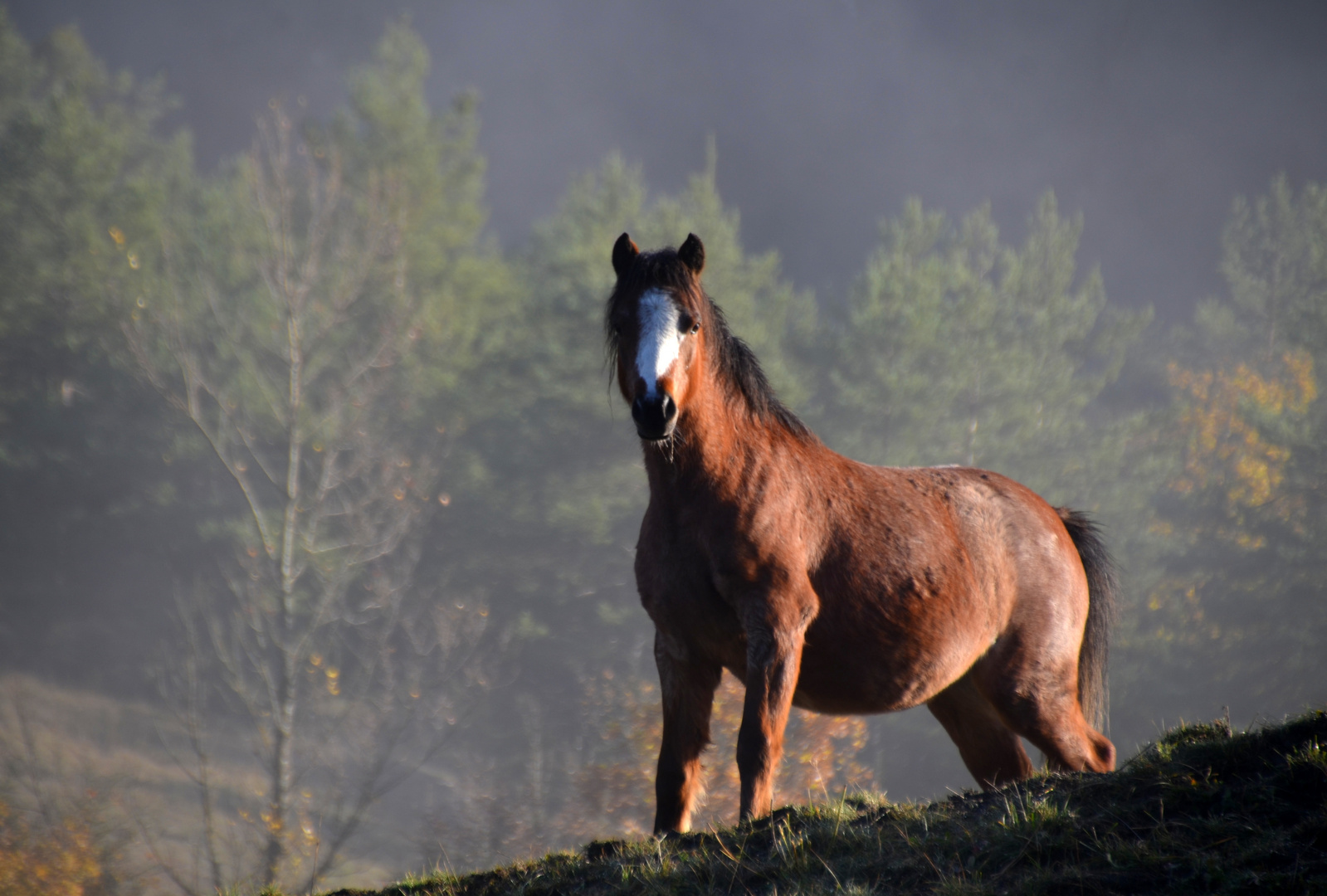 *  la puissance du cheval    *