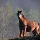 *  la puissance du cheval    *